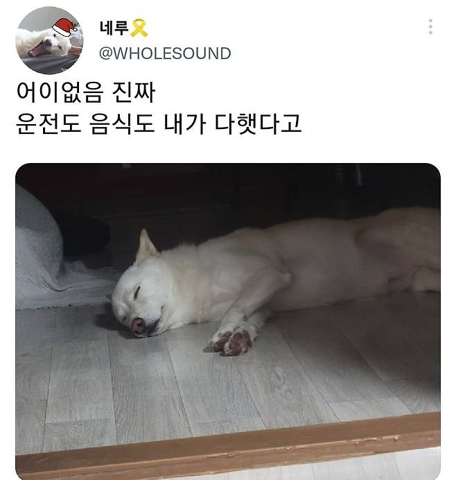 명절후유증에 시달린 댕댕이들