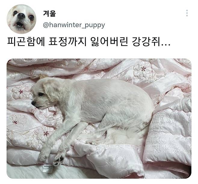 명절후유증에 시달린 댕댕이들