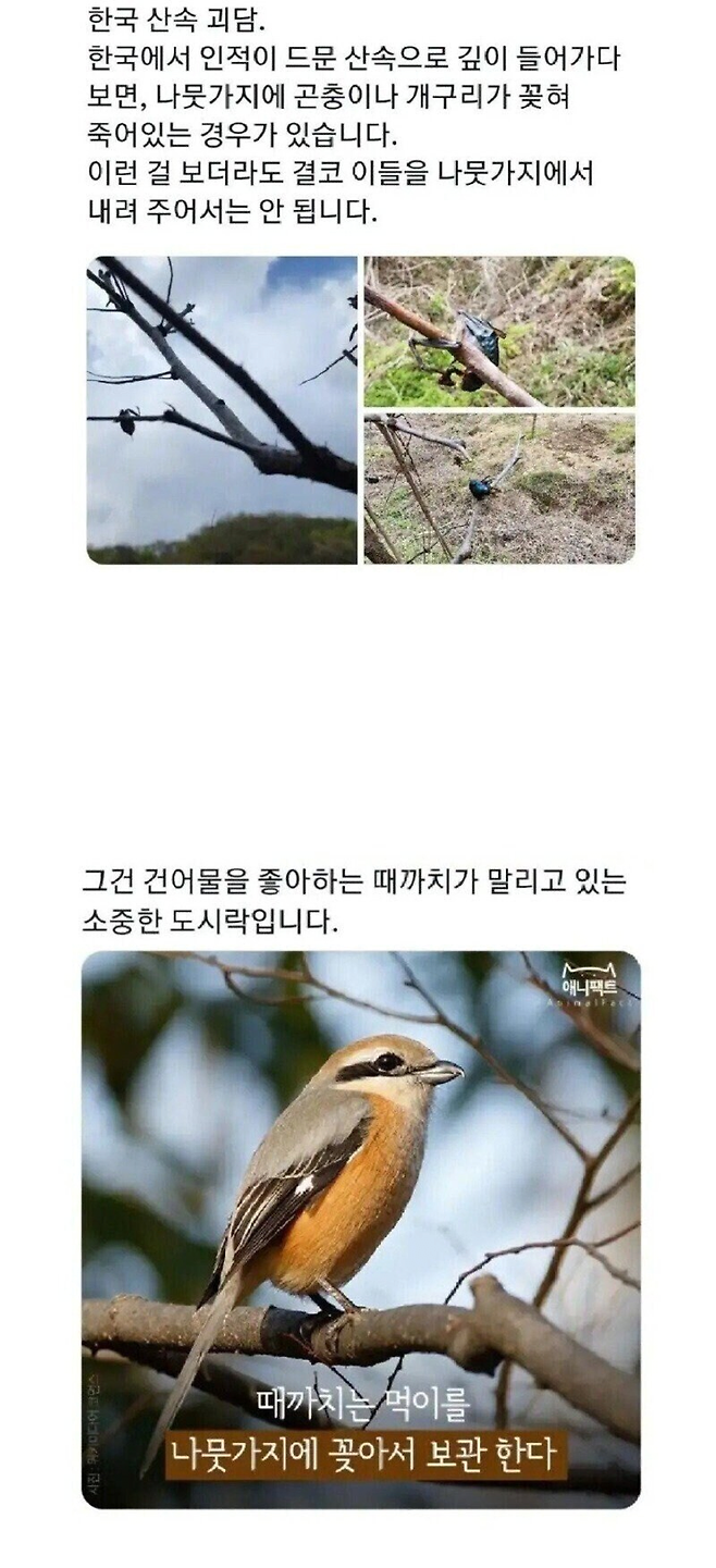 image.png 산속에서 나무에 꽂힌 동물시체를 조심해야하는 이유