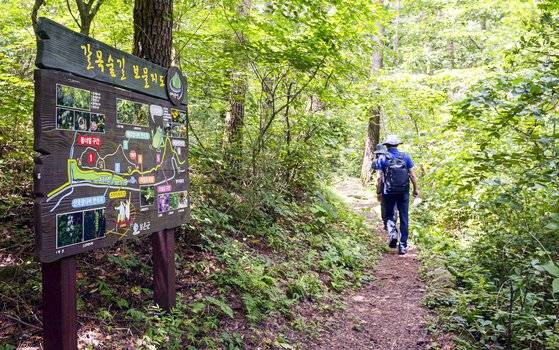 충북 보은의 속리산 둘레길에 조성된 '말티재 넘는 길'은 발걸음마다 달라지는 풍경과 숲에서 부는 시원한 바람으로 찾는 사람이 늘고 있다. 산림청은 이곳을 동서트레일로 조성한다. 중앙포토