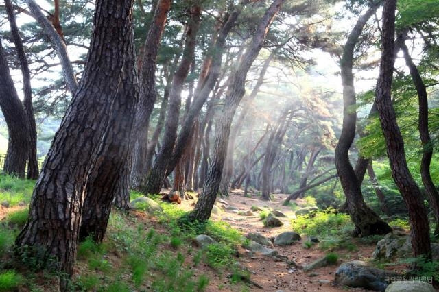 가을철 걷기 좋은 국립공원 길에 선정된 경주국립공원 삼릉숲길. 국립공원공단 제공