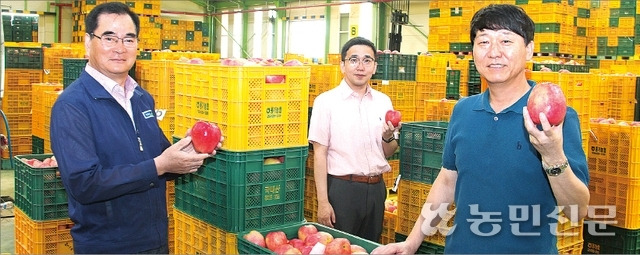 경북 영주 풍기농협 이인찬 조합장(왼쪽부터), 김기택 백신지점 과장, 김종오 백신지점장이 경매를 앞둔 사과를 들어 보이며 환하게 웃고 있다.