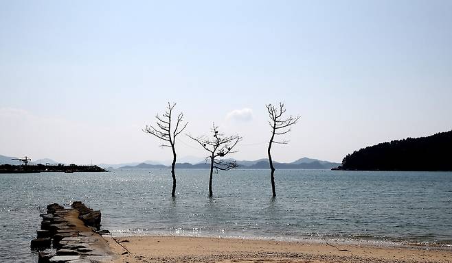 거금도 연소해수욕장에서 만난 바닷물 위로 서 있는 소나무 세 그루. 박미향 기자