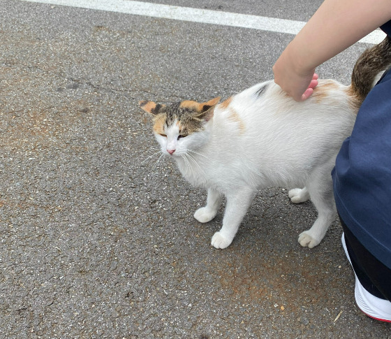 반려동물 장례식장에서 만난 동네 고양이. 곁에 가만히 기대어주어서 고마웠다./사진=남형도 기자