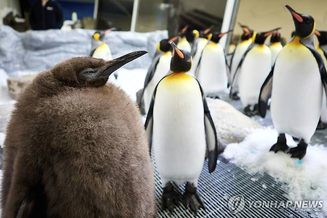 갈색 새끼 펭귄 페스토 호주 멜버른에 있는 수족관 씨라이프에서 유명세를 떨치고 있는 새끼 왕펭귄 페스토(맨 앞). 아직 새끼여서 갈색 털을 갖고 있지만 몸무게는 자기 부모를 합친 것과 비슷한 순이다.
[AP 연합뉴스 자료사진. 재판매 및 DB 금지]