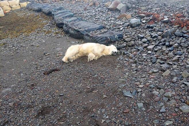 아이슬란드 민가에서 쓰레기를 뒤지다 사살된 북극곰. /AP 연합뉴스