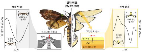 한국연구재단은 아주대 교수 연구팀이 날갯짓을 하는 날갯짓 드론이 스스로 바람을 감지하고 목표 위치까지 자율적으로 비행하는 '감각비행' 제어기술을 개발했다. 사진은 날갯짓 곤충과 날갯짓 드론에서 날개 변형을 감지하는 메커니즘. 연구재단 제공