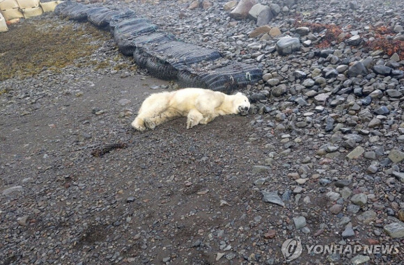 19일(현지시간) 아이슬란드 웨스트피오르드에 있는 한 마을에서 사살된 북극곰의 모습. [사진 출처 = 웨스트피오르드[아이슬란드] AP 연합뉴스]