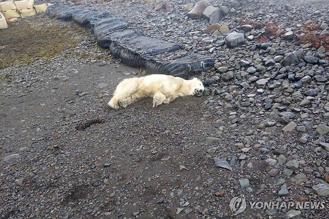 아이슬란드 웨스트피오르드의 한 마을에서 사살된 북극곰 / AP=연합뉴스