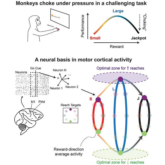 논문에서 볼 수 있는 그림입니다. 맨 위 왼쪽에 있는 그림이 원숭이 실험을 묘사한 것입니다. 아래는 원숭이 뇌에 꽂은 전극을 뜻합니다. [그림=뉴런]