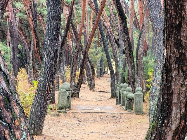 경북 경주 삼릉 숲길