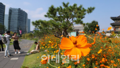 8일 서울 종로구 열린송현 녹지광장을 찾은 외국인들이 만개한 가을 꽃을 배경으로 사진을 찍으며 즐거운 시간을 보내고 있다.(사진=이데일리 방인권 기자)