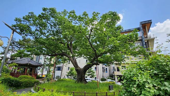 경기 성남 백현동의 느티나무 보호수. 산림청 제공