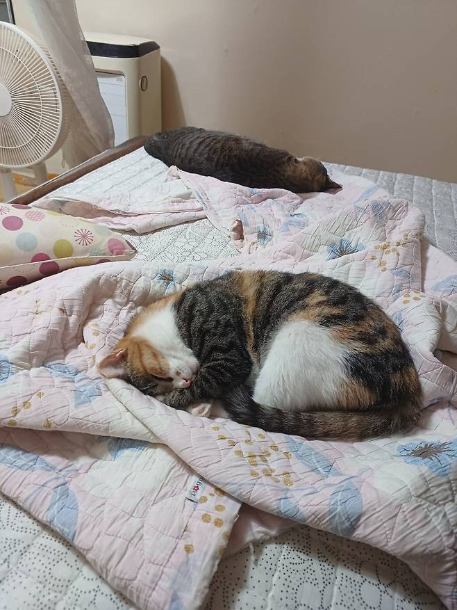 KakaoTalk_20240923_110142899_07.jpg 침대 킹 사이즈를 샀는데...