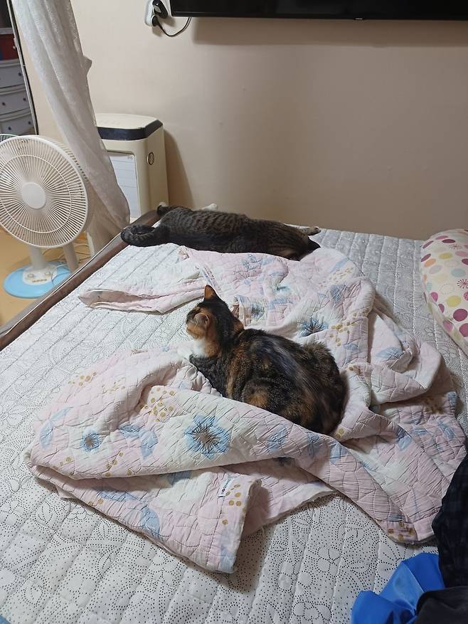 KakaoTalk_20240923_110142899_03.jpg 침대 킹 사이즈를 샀는데...