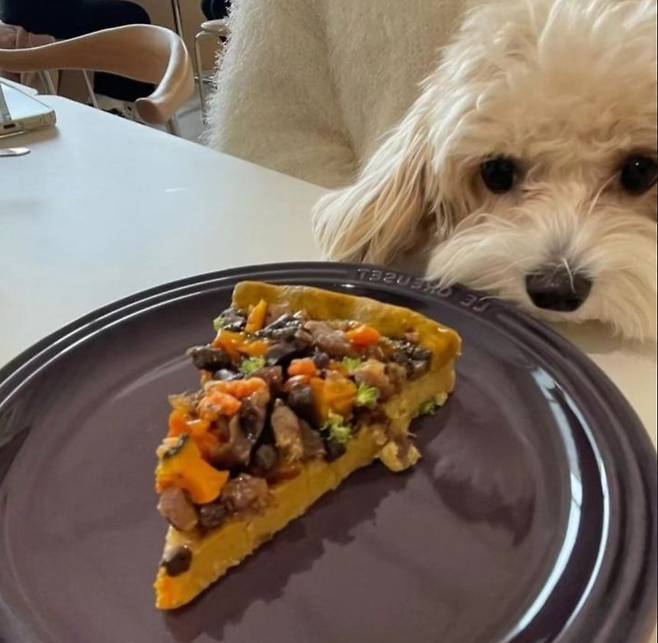 A dog in cafe Beryl Kiki in Pohang, North Gyeongsang Province which earned regulatory sandbox permits to allow pets in their establishment (Beryl Kiki's Instagram account)