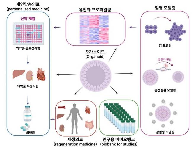 [서울=뉴시스] 오가노이드 주요 응용 분야 (사진=한국의약품안전관리원 첨단바이오 포커스 제공) 2023.09.25. photo@newsis.com *재판매 및 DB 금지