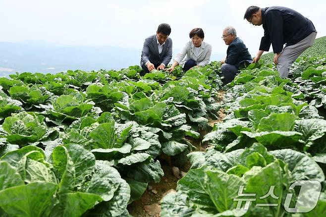 송미령 농림축산식품부 장관이 지난 8월8일 강원 강릉 안반데기를 찾아, 배추 생육상황과 산지 출하동향을 점검하고 있다. (농림축산식품부 제공) 2024.8.8/뉴스1