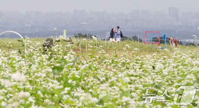 25일 오전 제주시 오라동 한 산간지역에 메밀꽃밭에서 관광객들이 산책을 하고 있다. 2024.9.25/뉴스1 ⓒ News1 오현지 기자