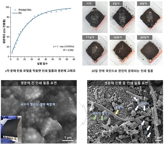 세피아 멜라닌 기반 전기 활성 필름의 생분해 거동 분석 [KAIST 제공. 재판매 및 DB 금지]