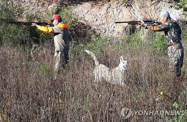 멧돼지 포획 나선 엽사들 [충북 영동군청 제공. 재판매 및 DB 금지]