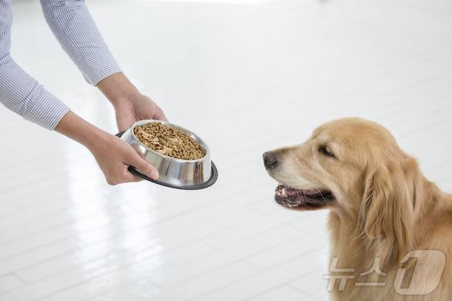 사료 먹는 강아지(사진 이미지투데이) ⓒ 뉴스1