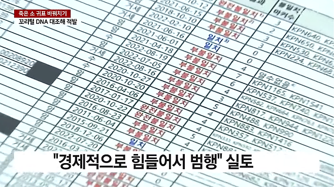 8.png 죽은 소와 산 소 \'바꿔치기\'...소로 보험사기 거액 보험금 타내