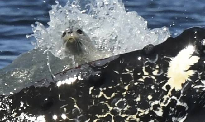 지난 12일(현지시각) 미국 워싱턴주의 한 해안에서 혹등고래에 의해 삼켜진 물개. AP 연합뉴스