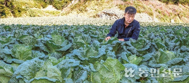 정부가 여름배추값 안정을 위해 중국산 신선배추를 들여오기로 하면서 국내 배추시장에 미칠 파장에 관심이 쏠린다. 강원 홍천군 내면 창촌리 한 배추밭에서 송도성씨(51)가 출하를 앞둔 배추 생육 상태를 살펴보고 있다. 송씨는 당초 10월초 출하할 예정이었지만 9월말로 수확 시기를 앞당겼다. 홍천=이종수 기자