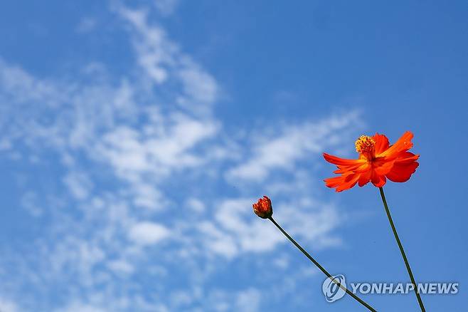 이제야 찾아온 가을 (서울=연합뉴스) 서대연 기자 = 완연한 가을 날씨가 이어진 25일 서울 송파구 올림픽공원 들꽃마루에 황화코스모스가 피어있다. 2024.9.25 dwise@yna.co.kr