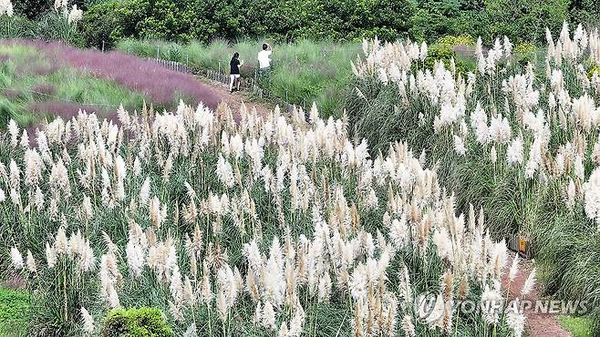 가을 향기 '물씬' (서귀포=연합뉴스) 박지호 기자 = 26일 오전 제주 서귀포시 안덕면 파더스가든을 찾은 관광객이 팜파스그라스 정원을 걷고 있다. 2024.9.26 jihopark@yna.co.kr