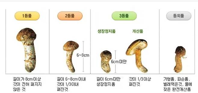 f4c18c5376a670a83d551567f77cbda2f2564a7cabbc17e516c18b9cec044508.jpg 폭염으로 ㅈ뒈버린 시장