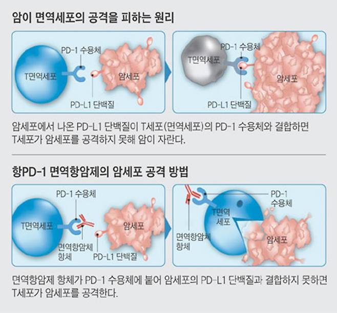 키트루다는 면역세포 표면에 있는 PD-1의 결합을 억제해 면역세포가 정상적으로 작용하도록 돕는다./사진=헬스조선DB