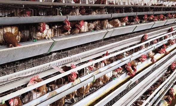 4번 달걀을 낳는 닭들의 사육 모습 [동물권행동 카라]