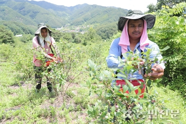 공공계절근로자 사진. 농민신문DB