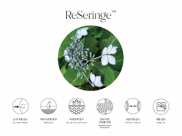 코스맥스바이오가 자체 개발한 개별인정형 원료 ‘수국잎열수추출물(리세린지)’. 코스맥스바이오 제공