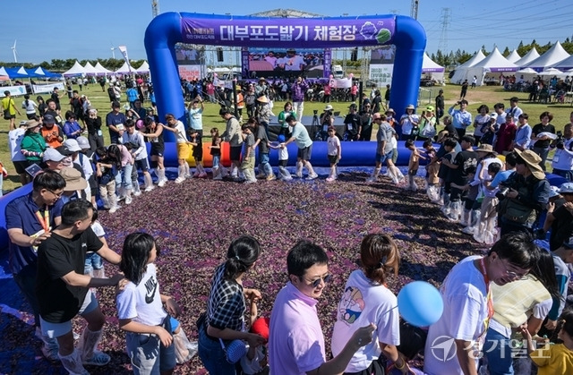 어린이들과 학부모들이 대부포도밟기 체험을 하고 있다. 윤원규기자