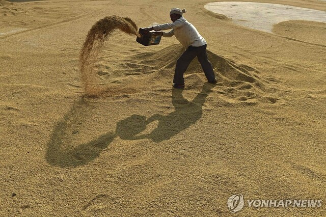 인도에서 수확한 벼를 말리는 모습. 연합뉴스