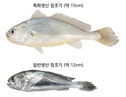 고수온에 강한 참조기 (제주=연합뉴스) 국립수산과학원은 2021년부터 고수온 등 환경 변화에 강한 참조기를 미래 양식 품종으로 선정하고 이에 따른 특화생산 기술을 개발하고 있다고 29일 밝혔다.
사진은 부화 후 150일 된 수과원 특화생산 참조기(위)와 일반생산 참조기. 2024.9.29 [국립수산과학원 제공. 재판매 및 DB 금지]