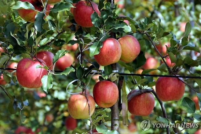 양구 사과 [양구군 제공. 재판매 및 DB 금지]