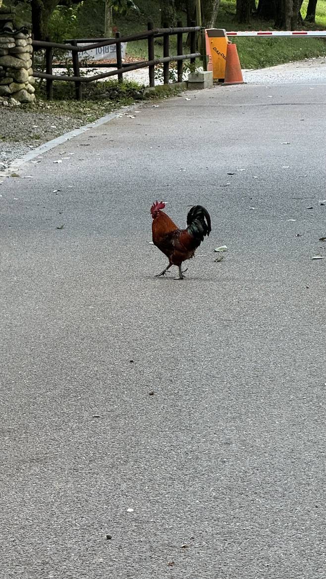 IMG_1556.jpeg 경치가 끝내주는 이른아침 내장산 국립공원의 백양사