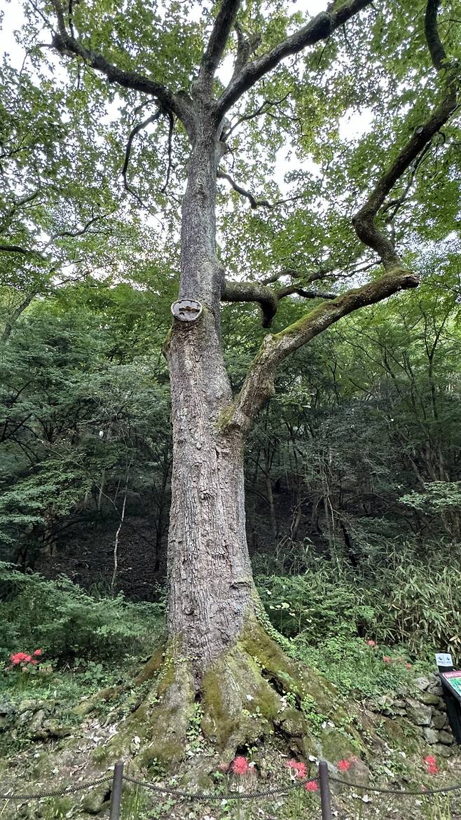 IMG_1561.jpeg 경치가 끝내주는 이른아침 내장산 국립공원의 백양사