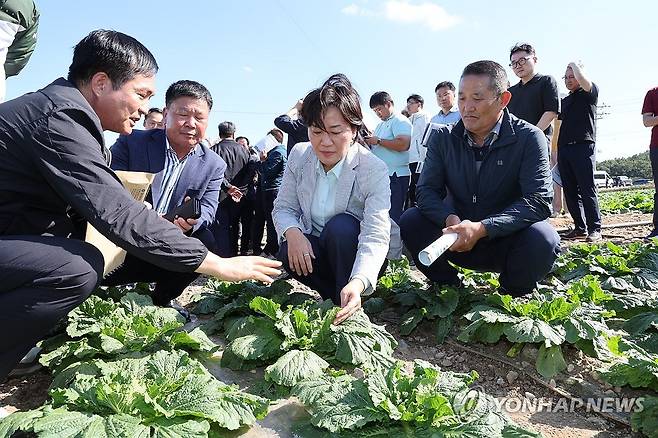 송미령 장관, 김장배추 작황 점검 (서울=연합뉴스) 송미령 농림축산식품부 장관이 29일 전남 해남군 일원의 배추밭을 찾아 김장배추 작황을 점검하고 있다. 2024.9.29 [농림축산식품부 제공. 재판매 및 DB 금지] photo@yna.co.kr