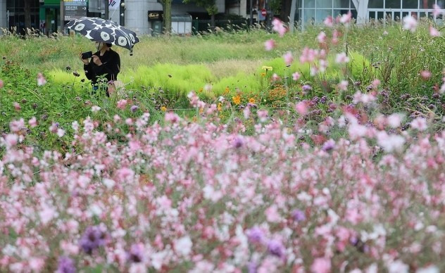 가을담기. / 사진=연합뉴스