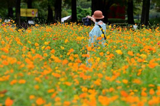 　 선선한 날씨를 보인 1일 오전 경기 고양시 일산호수공원에서 열린 고양 가을꽃 축제 2024에서 한 시민이 가을 정취를 만끽하고 있다. 축제는 오는 13일까지 이어진다. 문호남 기자