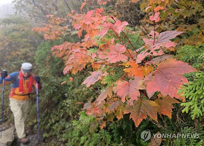 붉게 물들어가는 설악산 단풍 (속초=연합뉴스) 양지웅 기자 = 완연한 가을 날씨를 보인 29일 강원 속초시 설악산국립공원 중청∼소청 탐방로 일원에 단풍이 붉게 물들고 있다. 2024.9.29 yangdoo@yna.co.kr