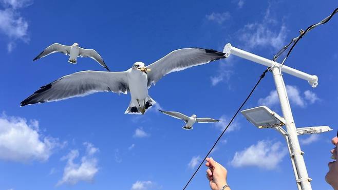 IMG_2609.jpeg 통영 장사도 방문기 (별그대 촬영지)