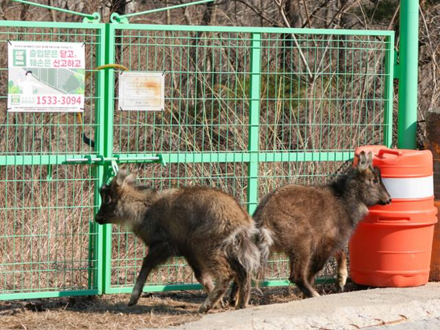 ASF 차단 울타리로 인해 이동이 막힌 산양이 꽉 막힌 울타리 입구를 서성이고 있다. 국립공원을지키는시민의모임 제공