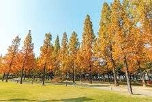 대구 달서구 호산동에 위치한 메타세콰이어숲길.