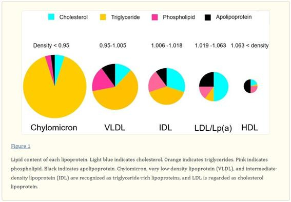 * 그림 출처: H Tada, et al. Serum Triglycerides and Atherosclerotic Cardiovascular Disease. Nutrients 2018